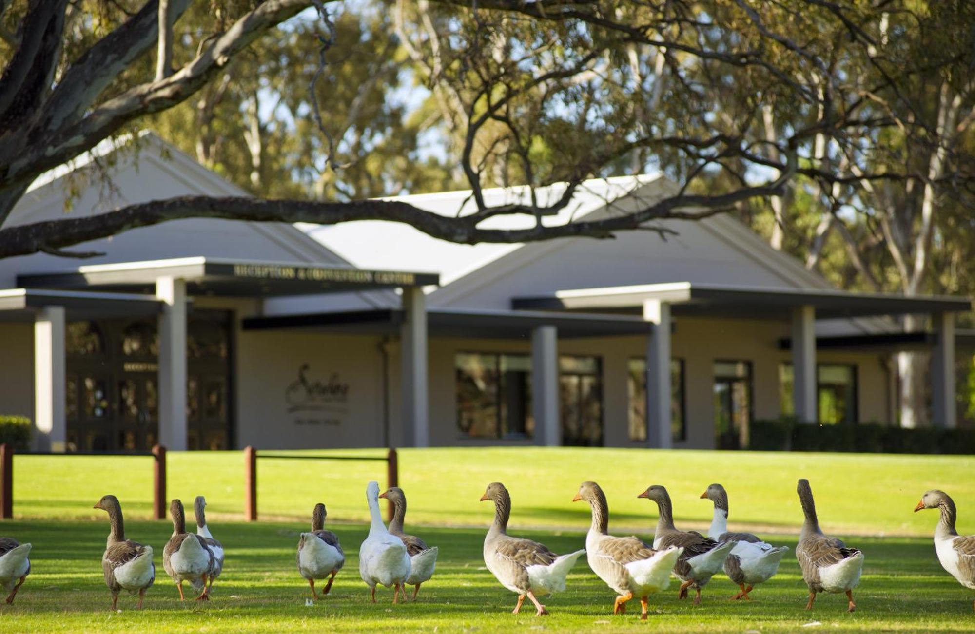 Serafino Mclaren Vale Luaran gambar